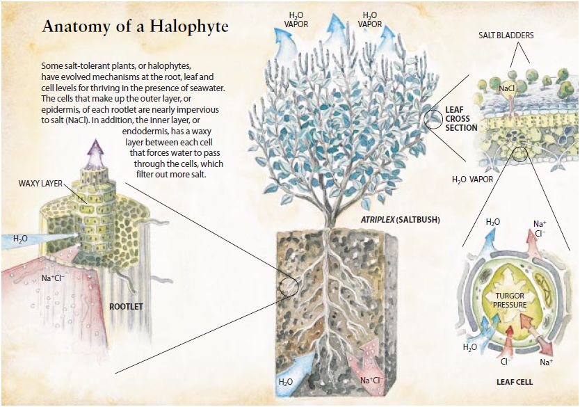 Anatomy of Halophytes (salt sea/ocean water irrigated plants like Salicornia: 30% oil and 35% protein)